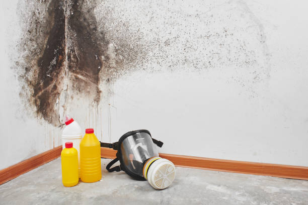 Certified Mold Removal in Lodi, OH