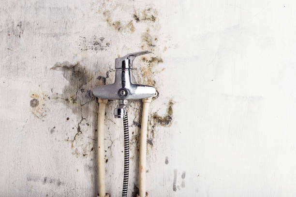 Best Black Mold Removal  in Lodi, OH