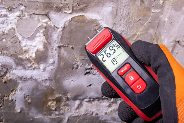 Best Black Mold Removal  in Lodi, OH