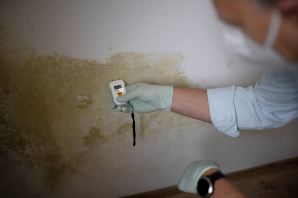 Mold Testing and Removal in Lodi, OH