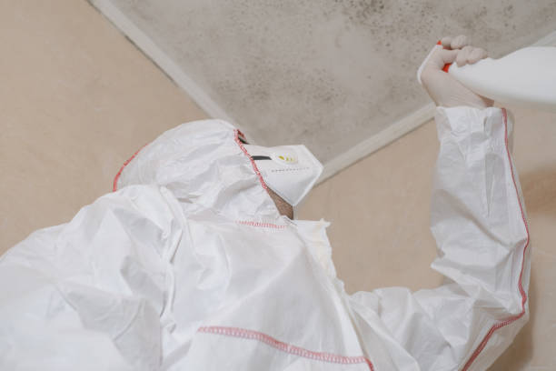 Best Fast Mold Removal  in Lodi, OH
