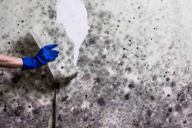 Best Residential Mold Removal  in Lodi, OH