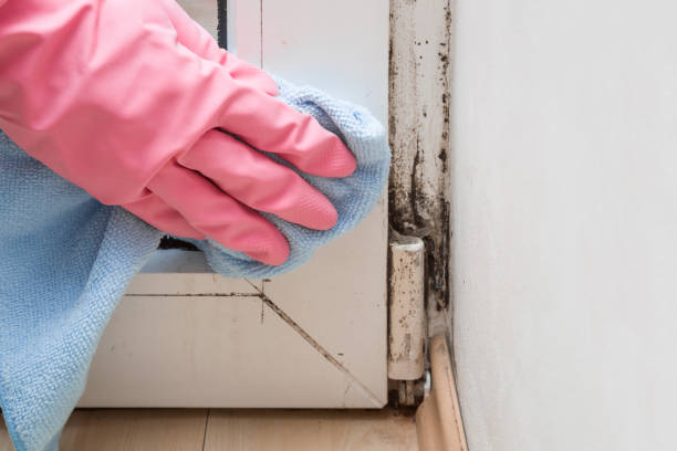 Best Local Mold Removal Service  in Lodi, OH
