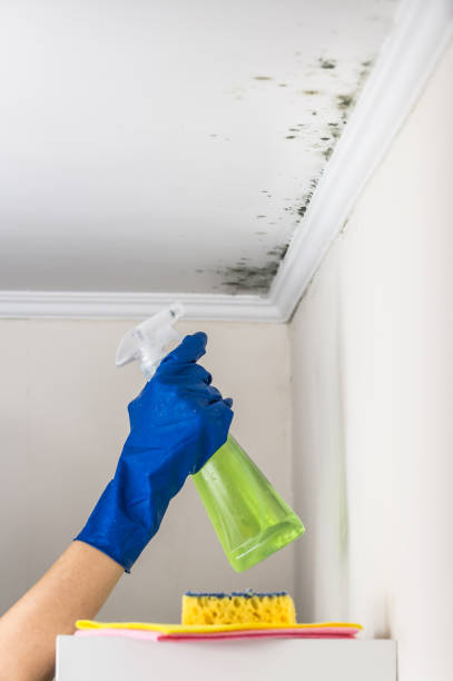 Best Best Mold Removal Companies  in Lodi, OH