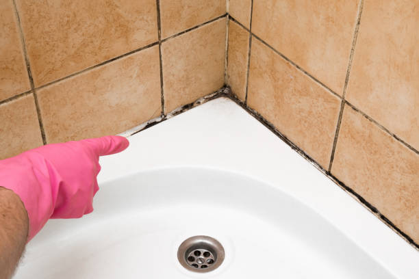 Best Office Mold Removal Services  in Lodi, OH